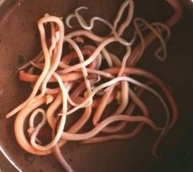 Parasites intestinaux