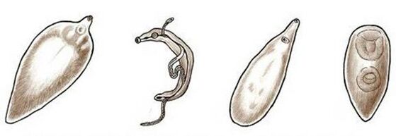 Parasites dans le corps humain