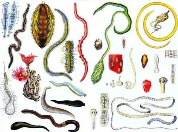 types de parasites humains
