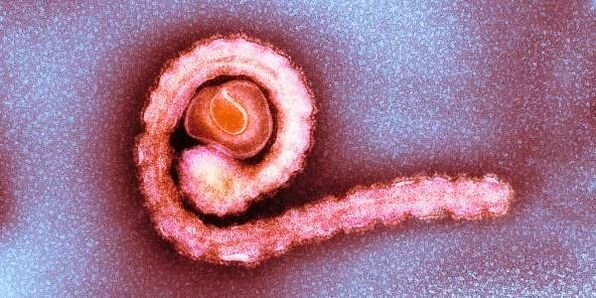 avait un nain dans le corps humain